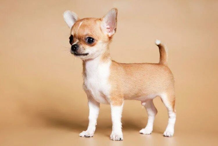 Chihuahua Chihuahua puppies, Teacup chihuahua puppies, Cute dogs