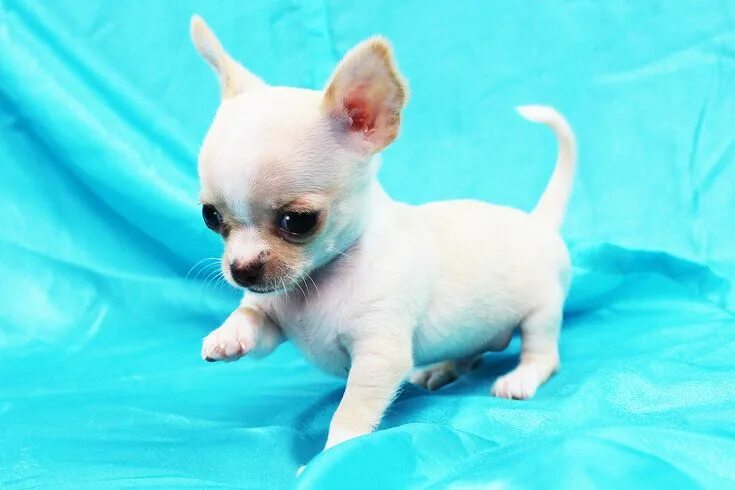 Порода чихуахуа фото щенки цена Image result for puppies Dog care, Dogs, Chihuahua puppies