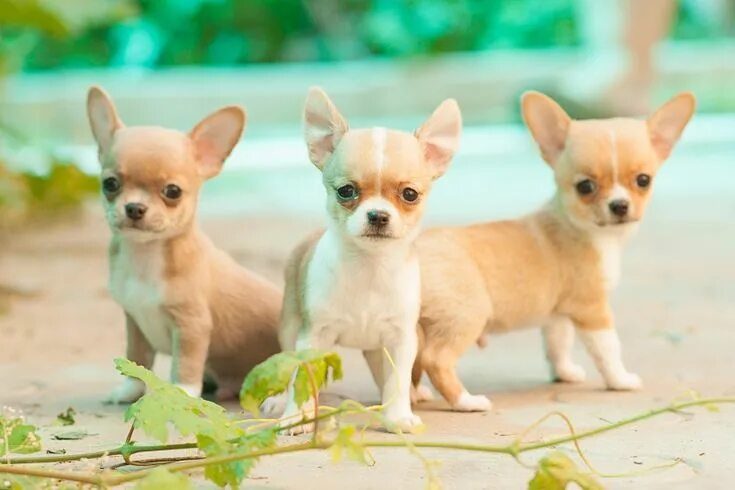 Порода чихуахуа фото щенки цена Mini Chihuahua: megjelenés, tanácsot választott egy kiskutya, karbantartási, gon