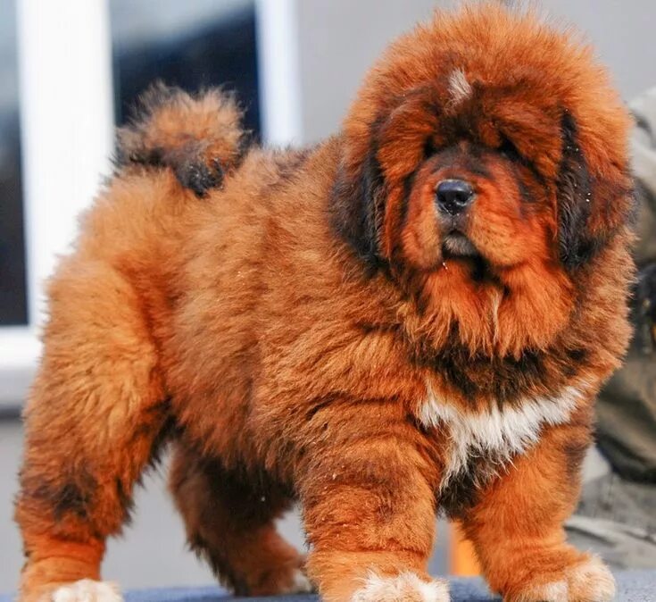 Порода дорогих собак фото с названиями Одноклассники Tibetan mastiff puppy, Mastiff puppies, Fluffy dog breeds