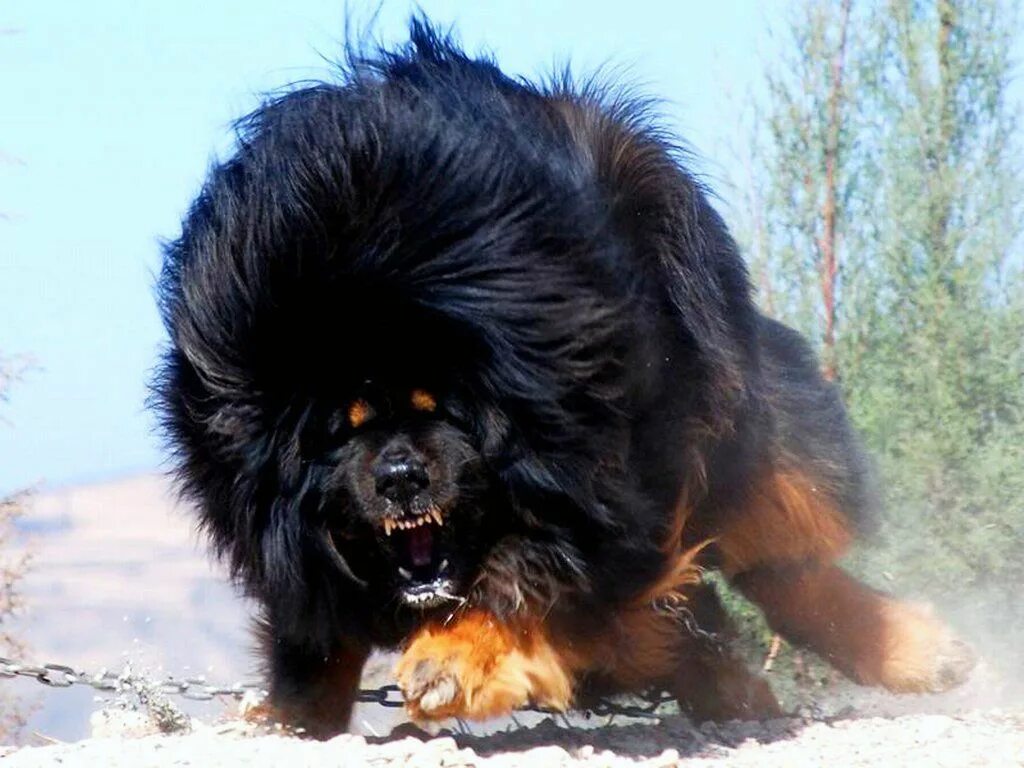 Порода дорогих собак фото с названиями Tibetan Mastiff Dogue du tibet, Gros chien, Le plus grand chien du monde