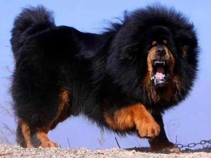 Порода дорогих собак фото с названиями Tibetan Mastiff - Tallest Dog Breed Милые собаки, Щенки тибетского мастифа, Сама