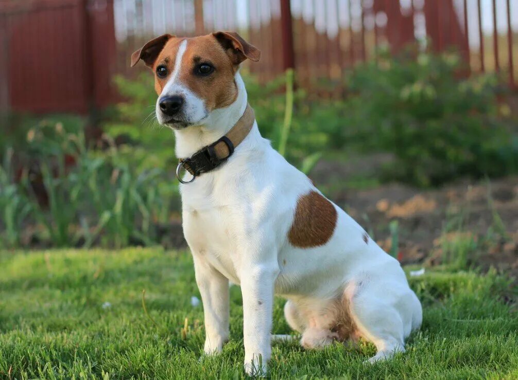 Порода джек рассел щенки фото How to choose and buy a Jack Russell Terrier breed dog on a bulletin board in Is