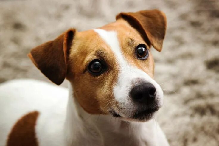 Порода джек рассел щенки фото The Top 10 Smartest Dog Breeds Terrier dog breeds, Jack russell terrier, Loyal d