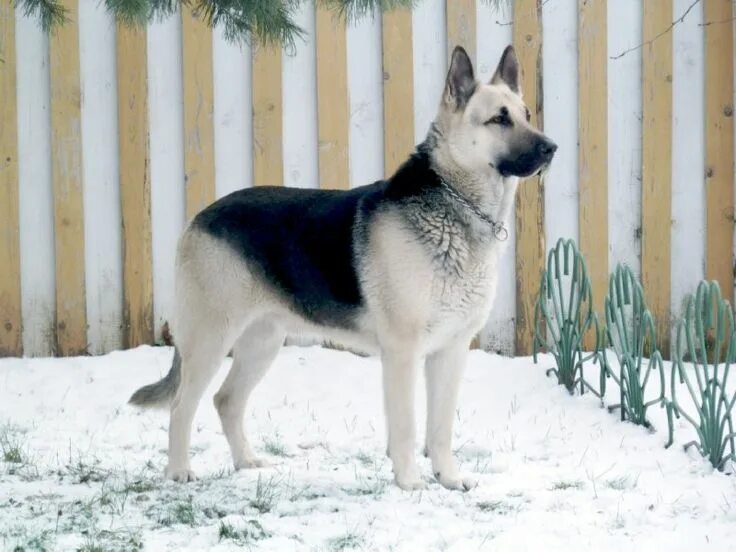 Порода европейская овчарка фото Black and White Keeshond Dog in the Snow