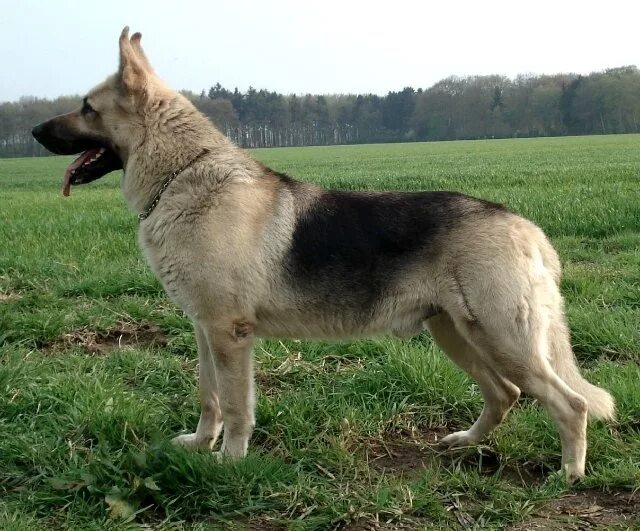 Порода европейская овчарка фото East-European Shepherd (With images) German shepherd, German shepherd dogs, Best