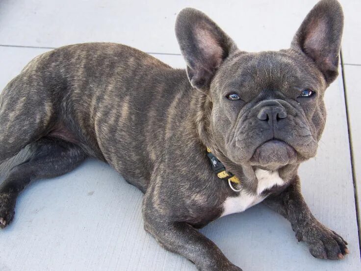 Порода французский бульдог фото I WANT!!!!! Brindle-Pattern-French-Bulldog French bulldog, Brindle french bulldo