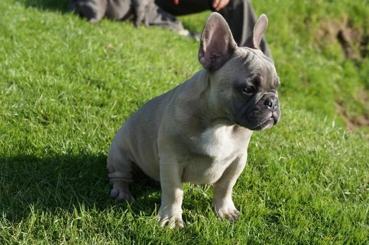 Порода французский бульдог фото solid blue-lilac fawn french bulldog boy French bulldog cost, French bulldog pic