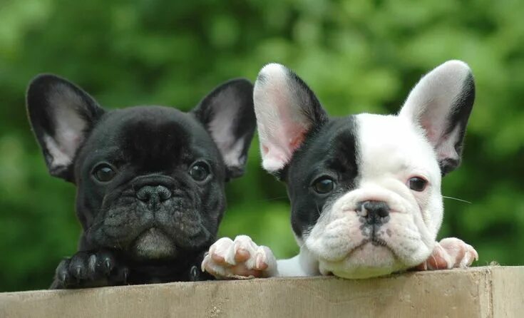 Порода французский бульдог фото Bouledogue français : le mini molosse de bonne compagnie Chiots bouledogues, Bou