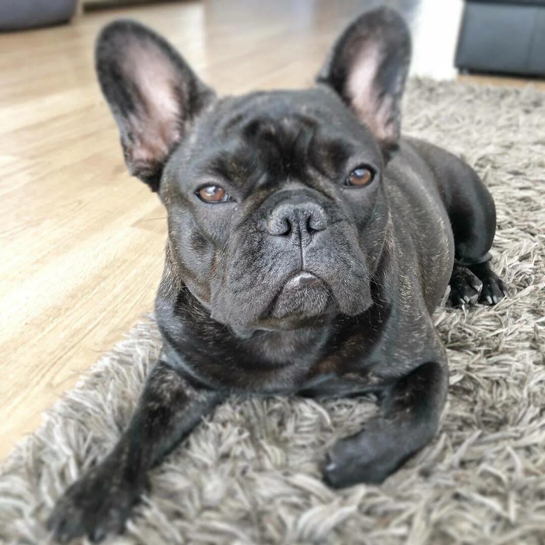 Meet the French Bulldog!