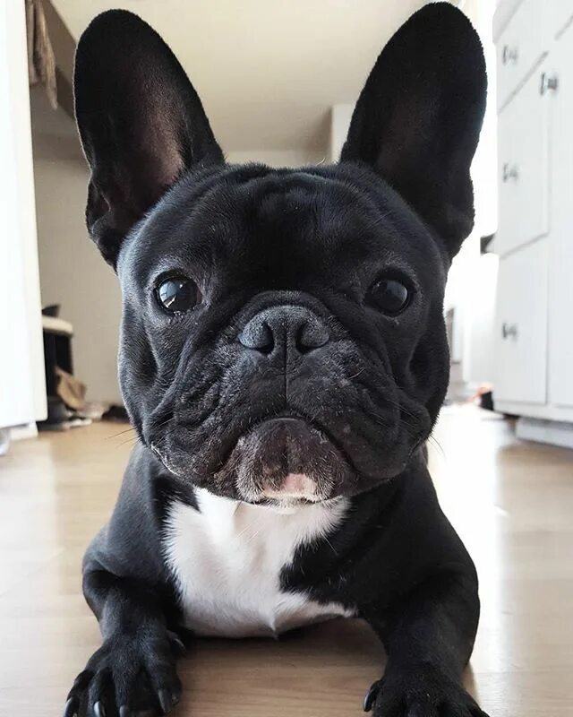 Порода французский бульдог фото Instagram photo by NｉｎＪＡ ｍan * May 17, 2016 at 4:11pm UTC French bulldog puppies