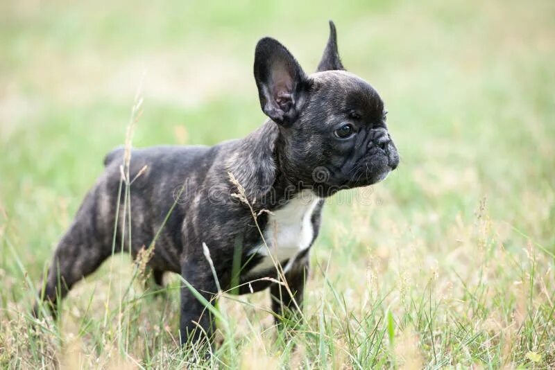 Порода французский бульдог фото French Bulldog Puppy Outdoors on Grass Stock Image - Image of puppy, portrait: 6