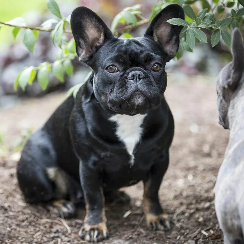 Порода французский бульдог фото French Bulldogs And More French bulldog, Bulldog, Animals