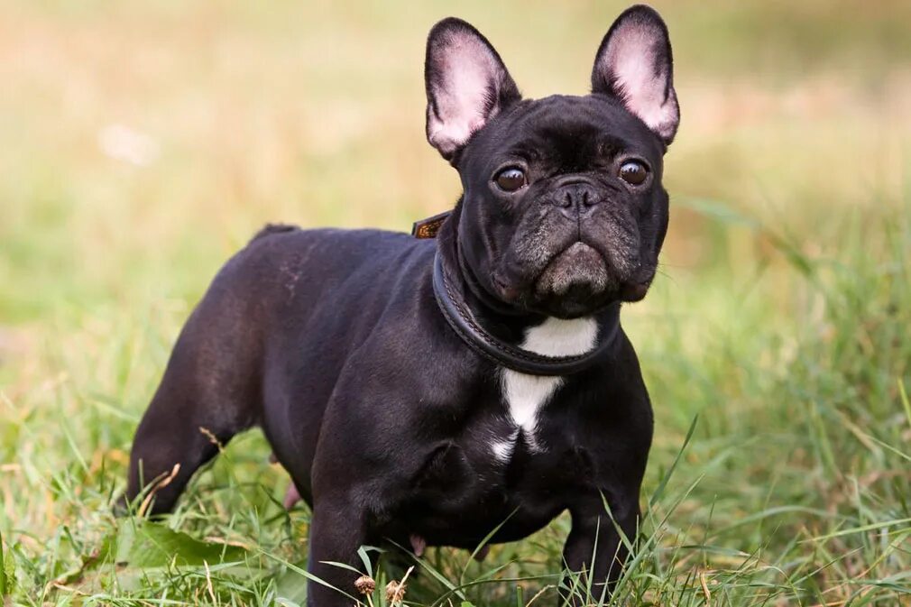 Порода французский бульдог фото Meet the French Bulldog!