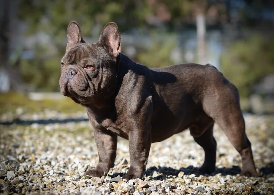 Порода французский бульдог фото European French Bulldog Deals bellady.by