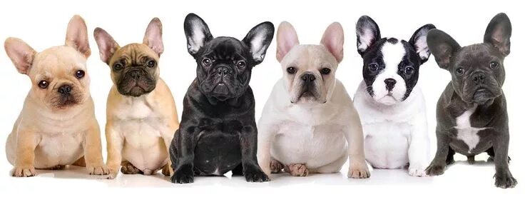 Порода французский бульдог фото french bulldog colors French bulldog puppies, French bulldog blue, Bulldog