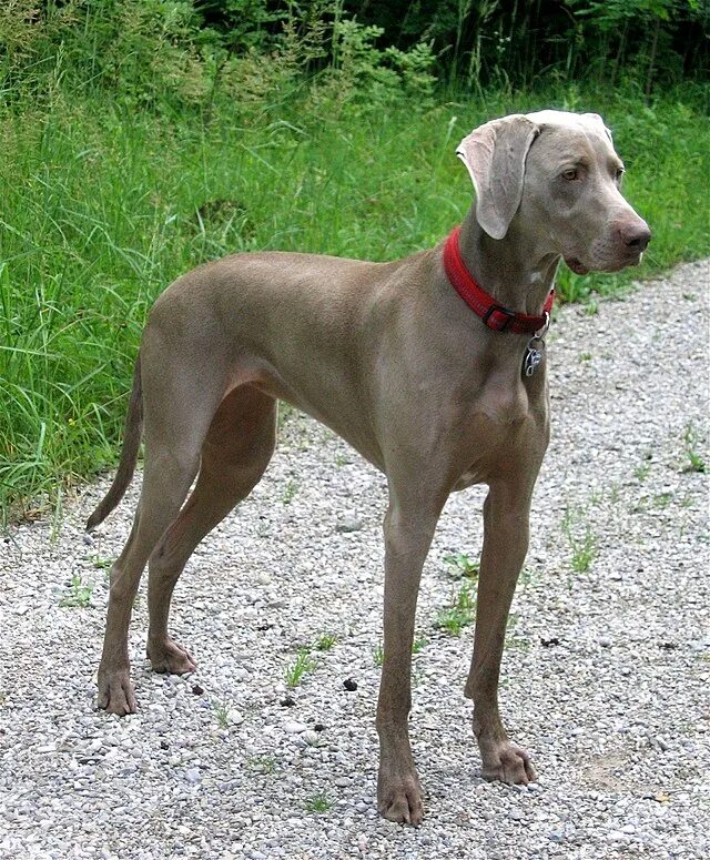 Порода гладкошерстных собак фото с названиями Weimaraner - Wikipedia