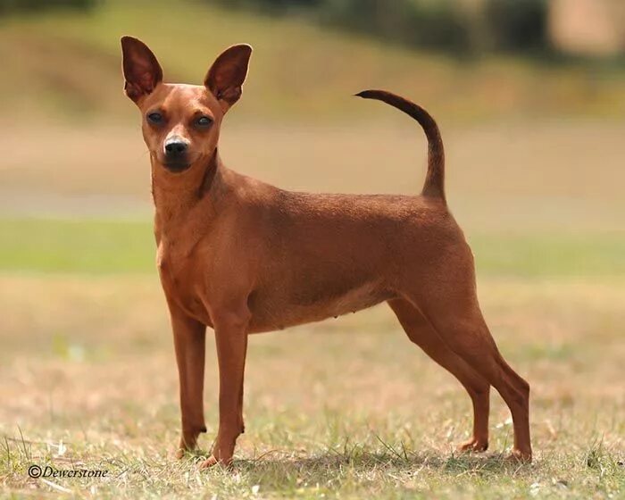 Порода гладкошерстных собак фото с названиями PINSCHER Cães de raça pura, Animais lindos, Cachorro