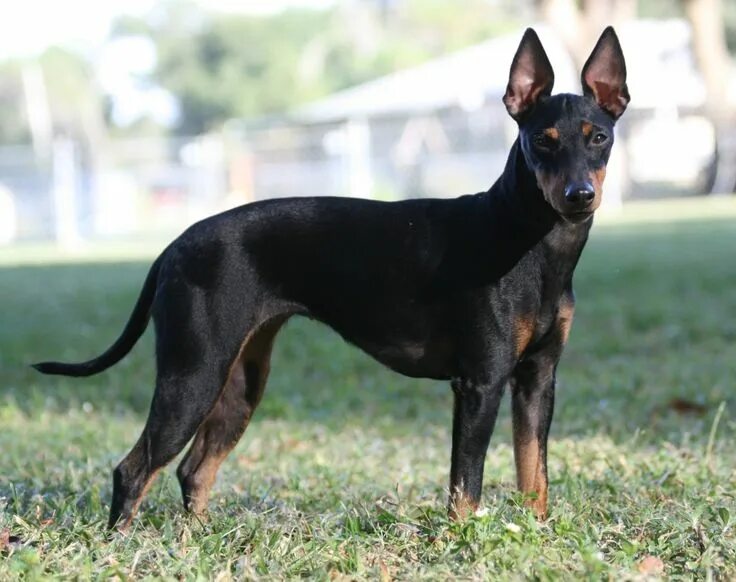 Порода гладкошерстных собак фото с названиями Fwaggle Black Orchid Toy manchester terrier, English toy terrier, Yorkshire terr