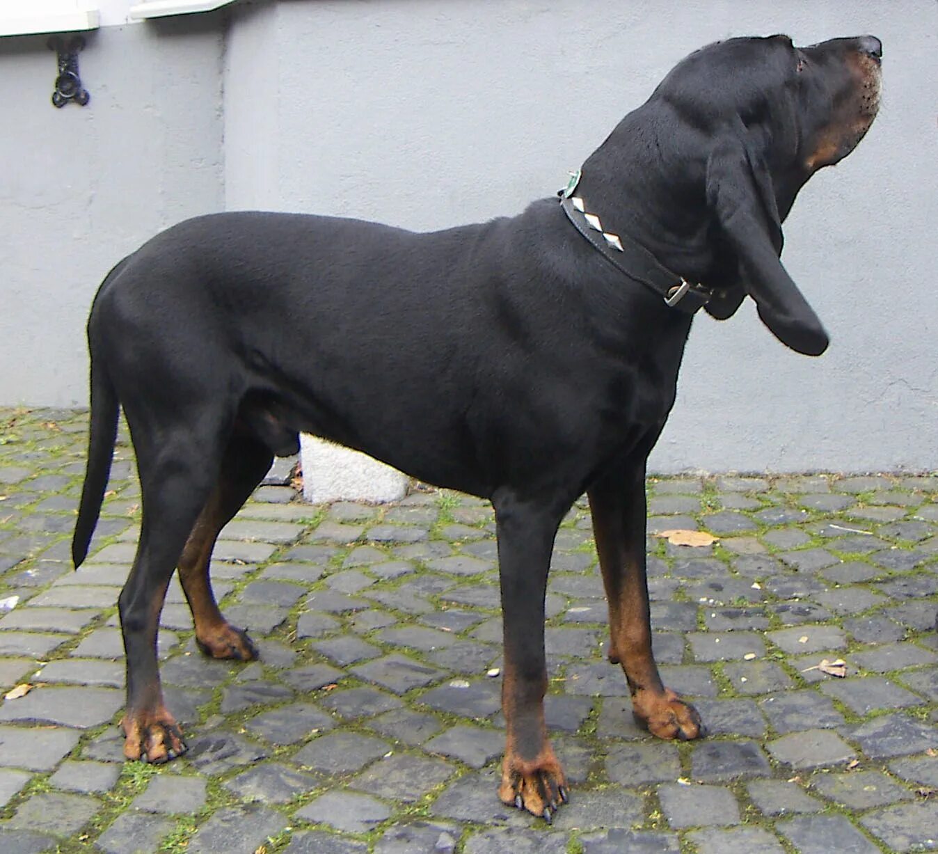 Порода гладкошерстных собак фото с названиями A Black and Tan Coonhound Redbone coonhound, Coonhound, Dog breeds