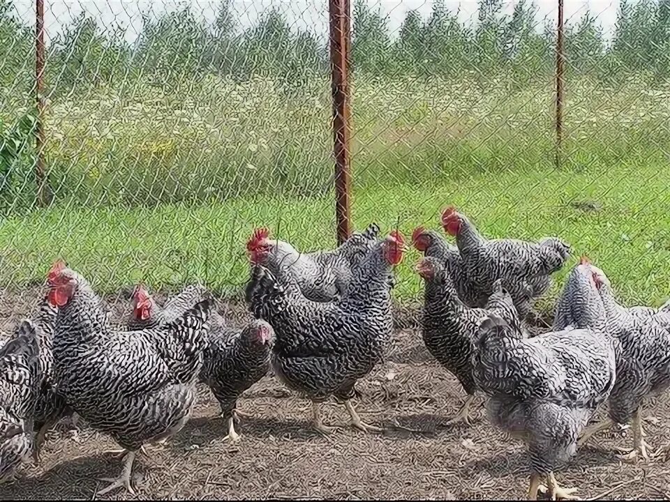 Порода гриз бар фото АМРОКС//Характеристика породы кур - YouTube White bird, Pullet, Collecting eggs