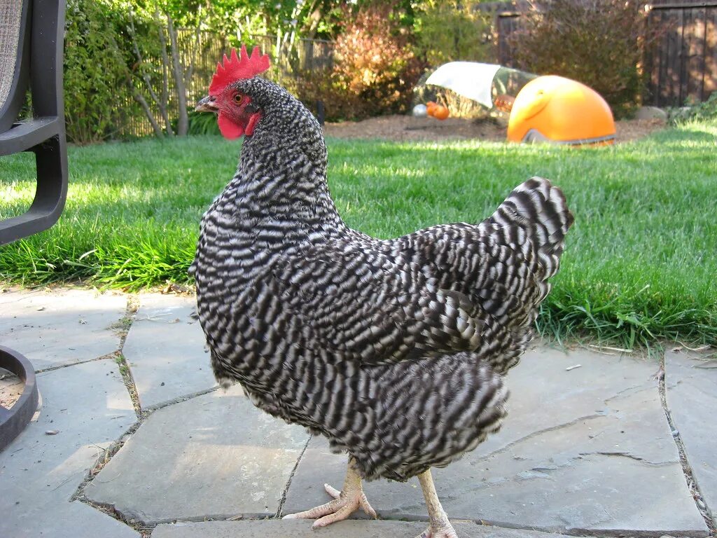 Порода гриз бар фото Plymouth Barred Rock and Eglu ZsuZsu in the foreground, st. Flickr