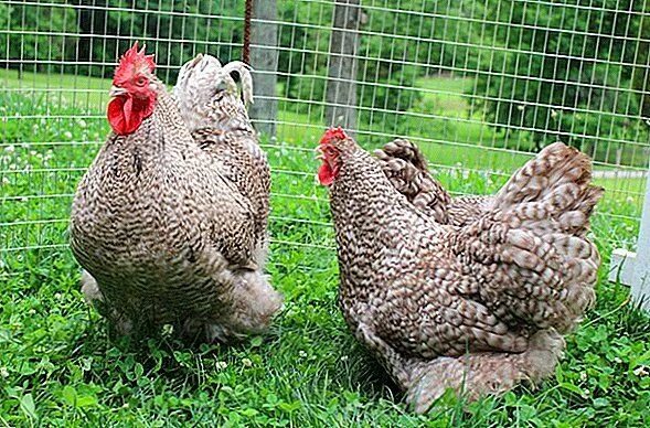 Порода гриз бар фото KETURUNAN AYAM TERBESAR DI DUNIA DENGAN GAMBAR DAN PENERANGAN - PERTANIAN TERNAK