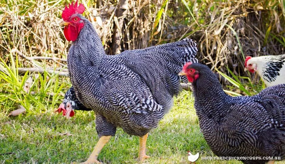 Порода гриз бар фото Breed Profile: Barred Plymouth Rock Plymouth rock chicken, Barred plymouth rock 