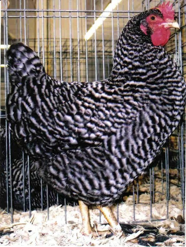 Порода гриз бар описание фото Barred Rock Chickens For Sale Cackle Hatchery ® Laying chickens, Egg laying chic