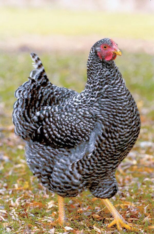 Порода гриз бар описание фото отзывы Plymouth Rock Barred Chicken Chickens backyard, Barred plymouth rock chickens, P