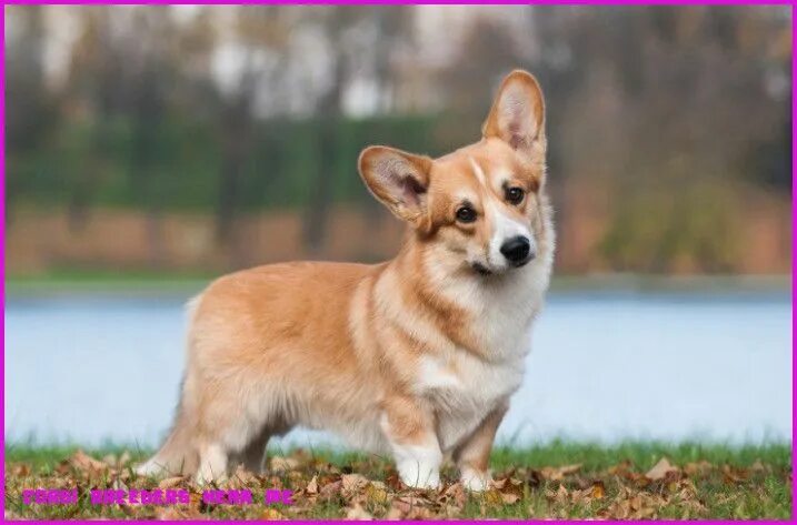 Порода корги фото щенки The 9 Reasons Tourists Love Corgi Breeders Near Me Corgi Breeders Near Me Corgi,