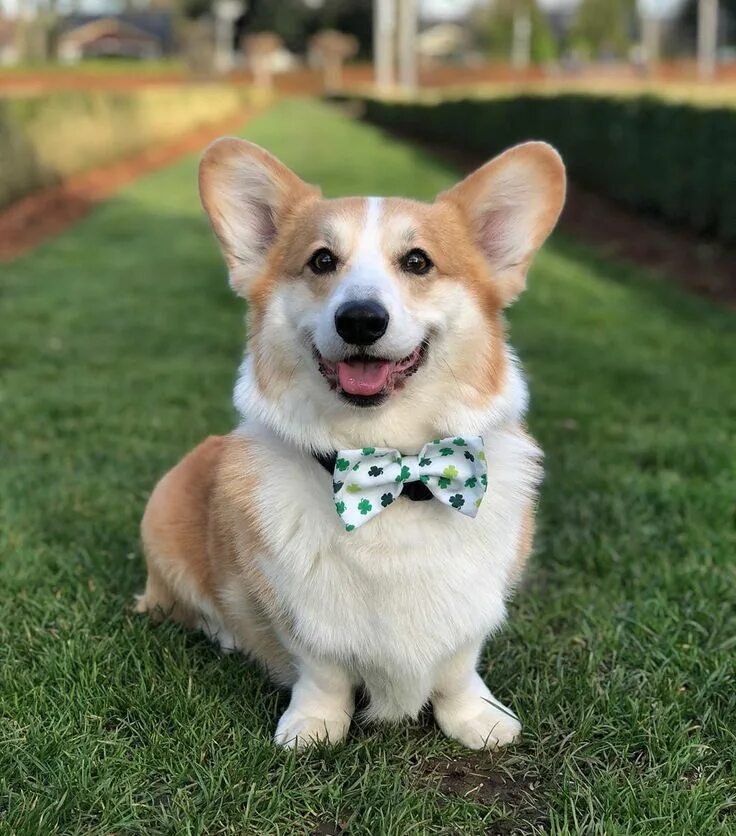 Порода корги фото щенки 1,006 Likes, 12 Comments - Simba the Corgi (@simbacorg) on Instagram: "Lucky to 