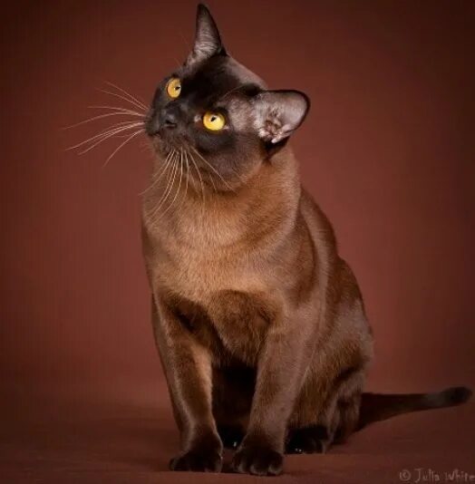 Порода коричневых кошек фото Burmese cats have an awesome ability to love and will often require a lot of att