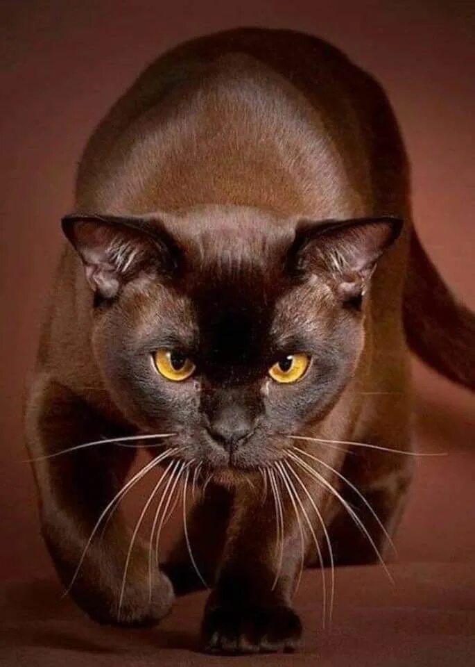 Порода коричневых кошек фото Is beautiful Beautiful cats, Burmese cat, Pets cats