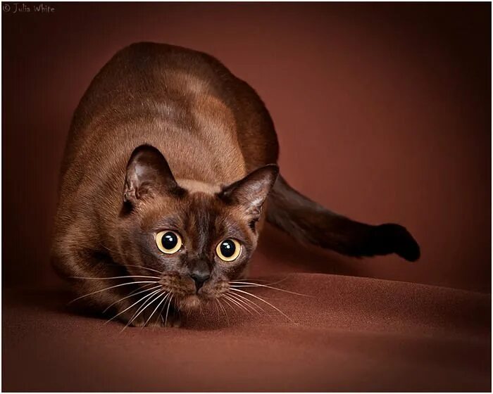 Порода коричневых кошек фото Российский Сервис Онлайн-Дневников Cat breeds, Abyssinian cats, Burmese cat