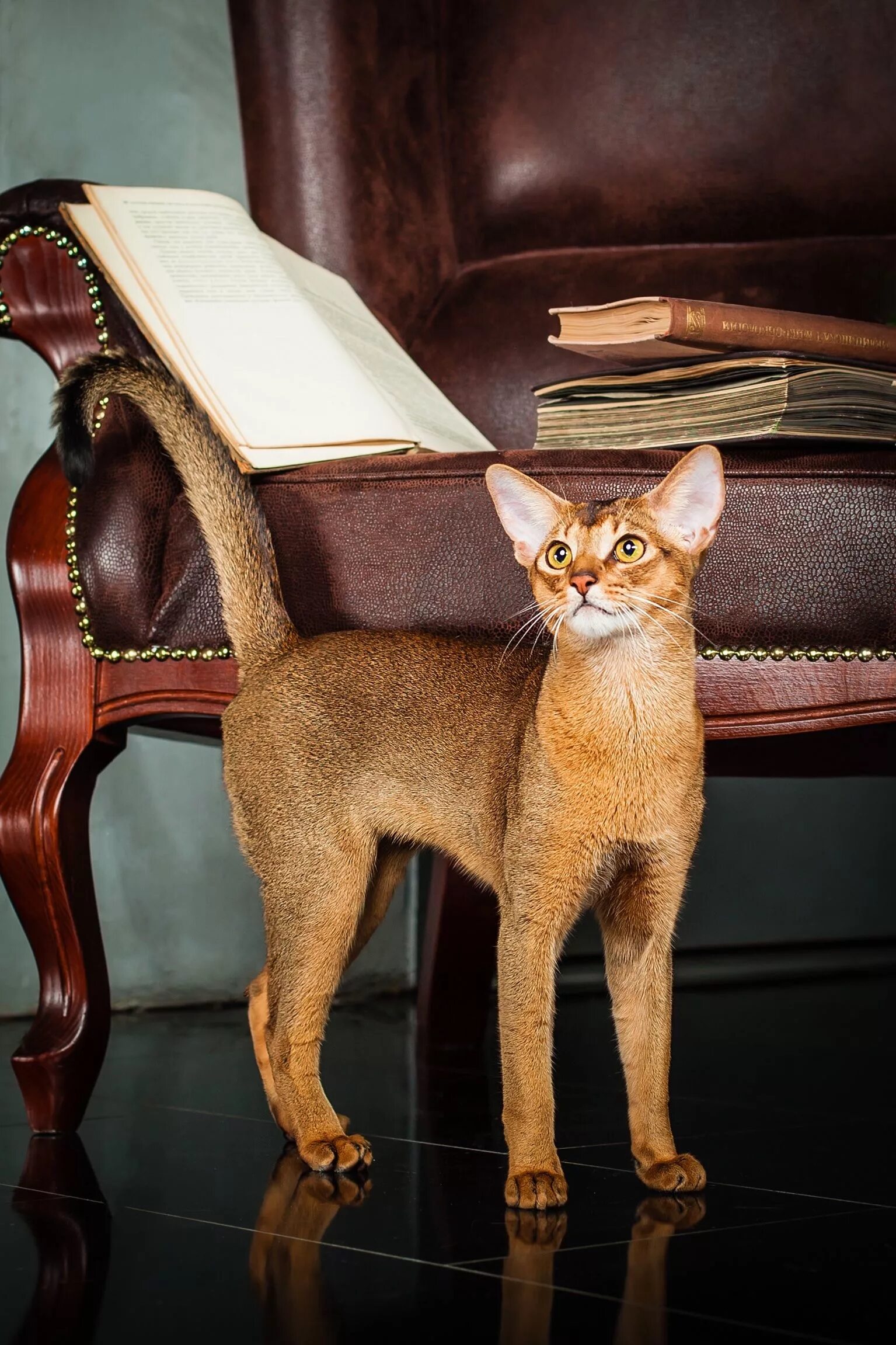 Порода кошек абиссинская фото цена Abyssinian cat