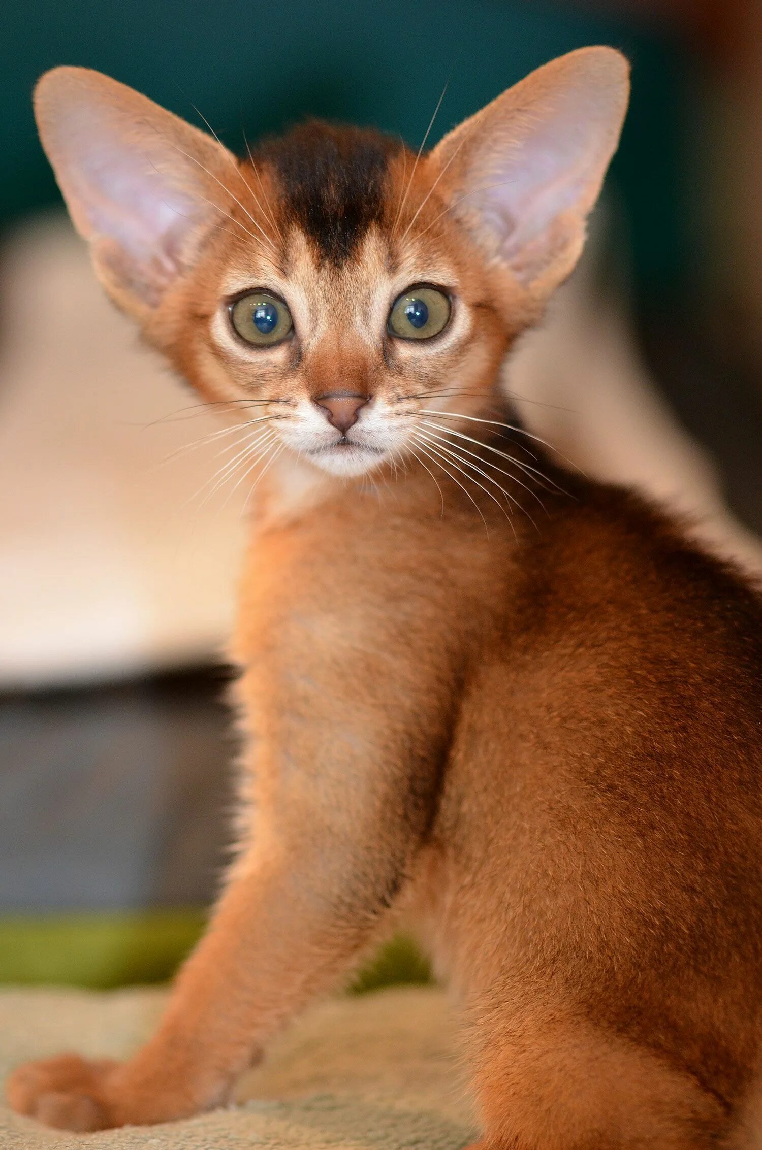 Порода кошек абиссинская фото цена Cool Cat Tree House Filhotes, Gatinhos fofos, Gatos