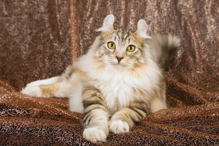 Порода кошек американский керл фото 20 Fun Facts You Didn't Know About American Curl Cats Cat breeds, American curl,