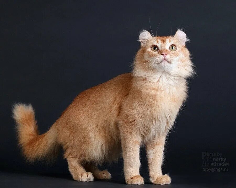 Résultat de recherche d'images pour "AMERICAN CURL" Cat breeds, American curl, C