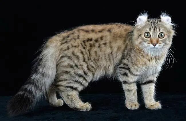 Порода кошек американский керл фото кошка американского керла Cat breeds, American curl, Cats