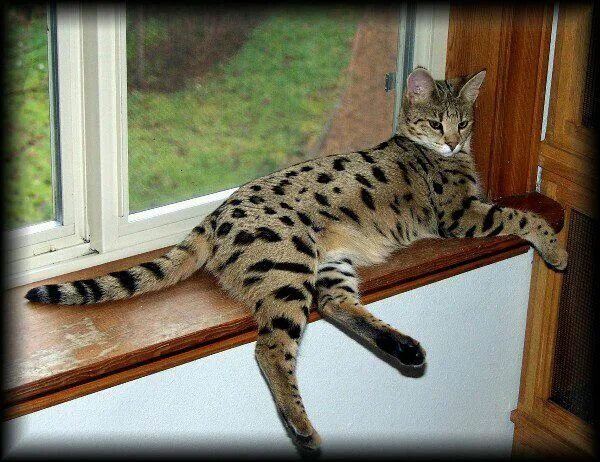 Порода кошек ашера фото цена в рублях Savana cat pretending the window sill is a tree branch. Savannah cat, Savanna ca