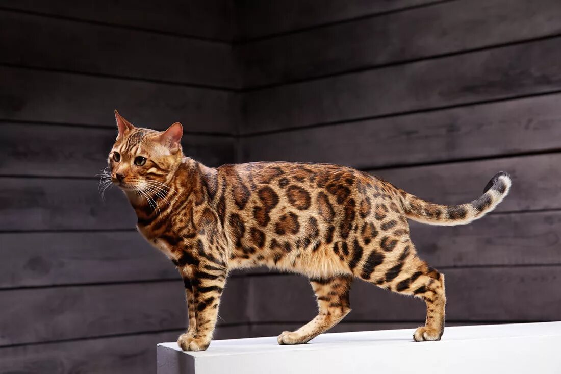 Порода кошек бенгальская фото цена в рублях Large Bengal House Cat Top Sellers ulthera.ru