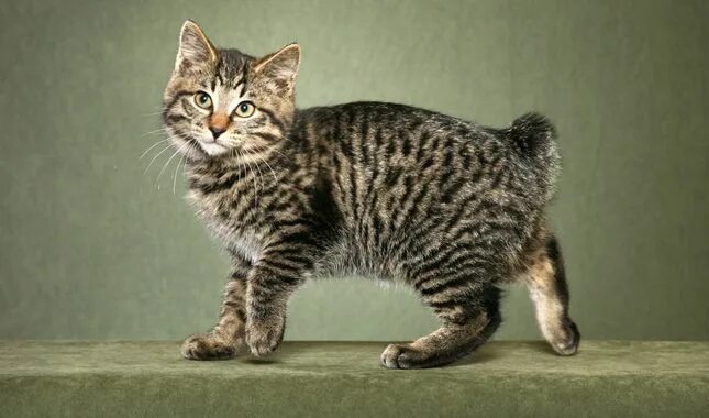 Порода кошек без хвоста фото Have you heard of the Kurilian Bobtail? He hails from Russia and enjoys jumping,