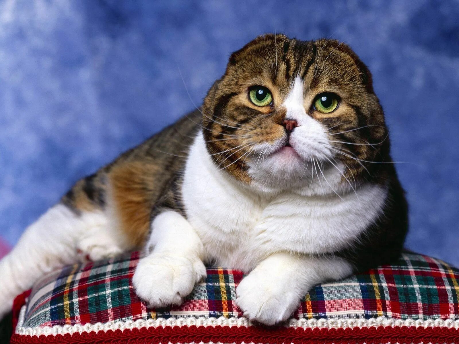 Порода кошек без ушей фото Distinguished gentleman Cat scottish fold, Scottish fold kittens, Scottish fold