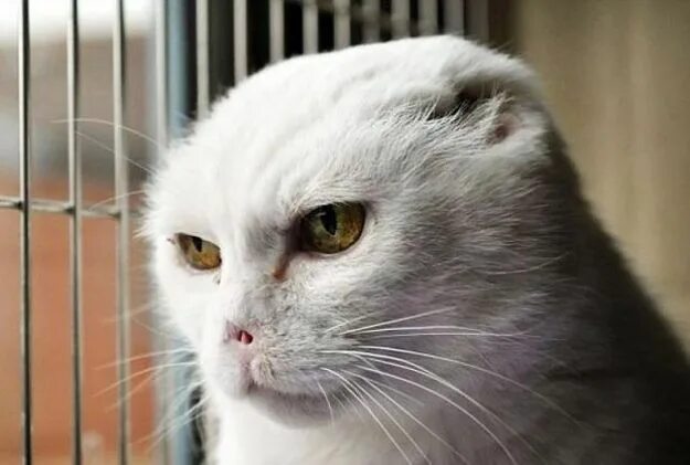 Порода кошек без ушей фото This cat thinks Voldemort is the best character in the Harry Potter movies. Novi