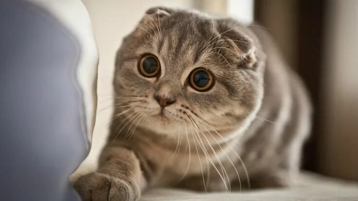 Порода кошек без ушей фото Scottish Fold Cat & Kittens Breed The Scottish Fold Cat is a breed of domestic c