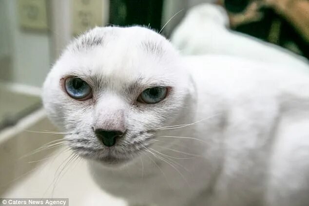 Порода кошек без ушей фото Cat who lost both his ears looks just like his cuddly toy Daily Mail Online