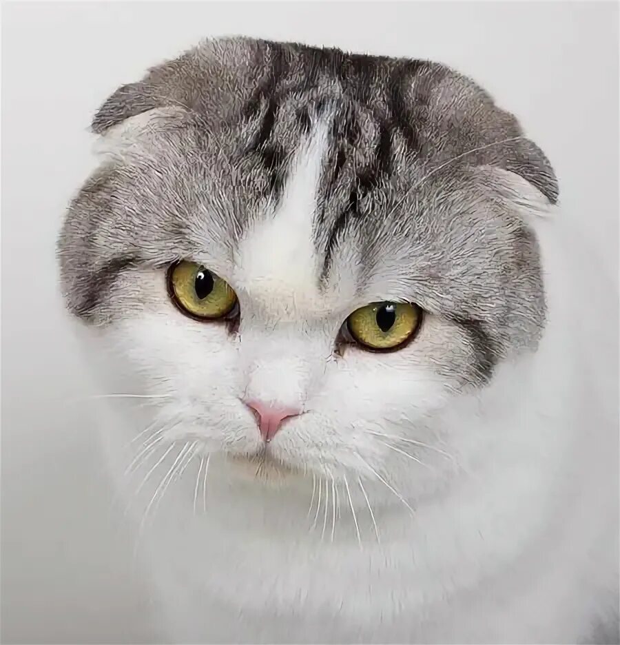 Порода кошек без ушей фото Scottish Fold Kuping