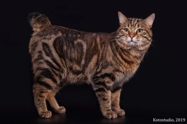 Порода кошек бобтейл фото The Kuril Bobtail is shorthaired. #animals #животные #кот 2022 Животные Animals 