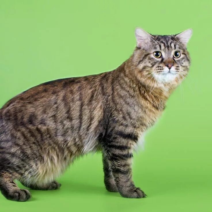 Порода кошек бобтейл фото цена Kuril Islands Bobtail World of Animal American bobtail cat, Bobtail cat, America